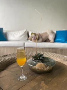 Cachorro de hóspede descansando no sofá ao lado da piscina