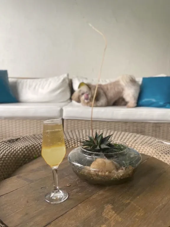 Cachorro de hóspede descansando no sofá ao lado da piscina